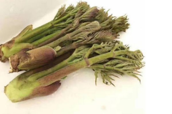 刺龙芽的药用价值,刺龙芽的功效和作用