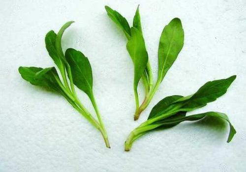 马兰头什么时候不能吃,马兰头可以吃到几月份