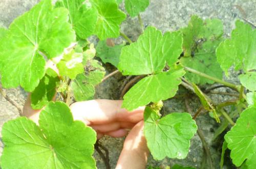 马蹄草怎么吃,荠菜拌豆干的做法