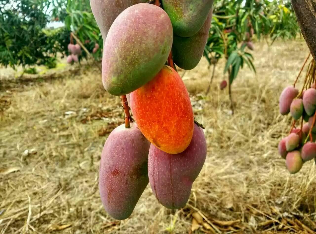 贵妃芒熟了是什么样子,贵妃芒什么时候成熟 贵妃芒熟了是什么样子,贵妃芒什么时候成熟