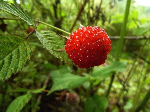 吃野草莓会中毒吗,吃草莓会不会中毒