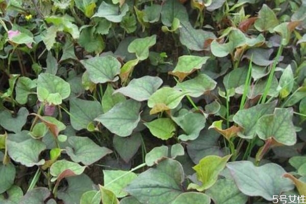 折耳根不适合哪些人吃,折耳根哪些人不能吃