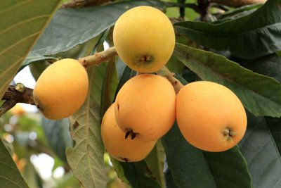 枇杷和什么一起煮止咳,枇杷怎样煮止咳效果最好