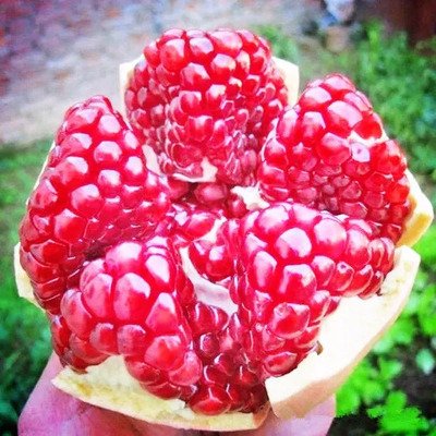 酸石榴可以止咳吗,石榴能止咳吗