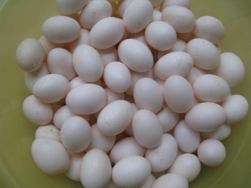 如何辨别鸽子蛋真假,鸽子蛋有没有假的?