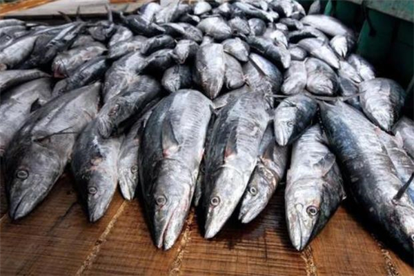胆固醇高可以吃马鲛鱼吗,高血脂能吃马鲛鱼吗 胆固醇高可以吃马鲛鱼吗,高血脂能吃马鲛鱼吗
