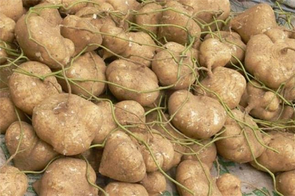 凉薯可以保存多久,凉薯怎样保存最久