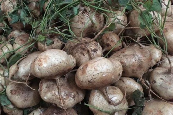 糖尿病能吃红薯吗?是否降糖,高血糖患者可以吃红薯吗