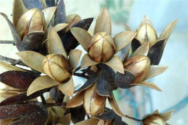 香椿籽泡水喝的副作用,香椿花泡水喝有哪些功效