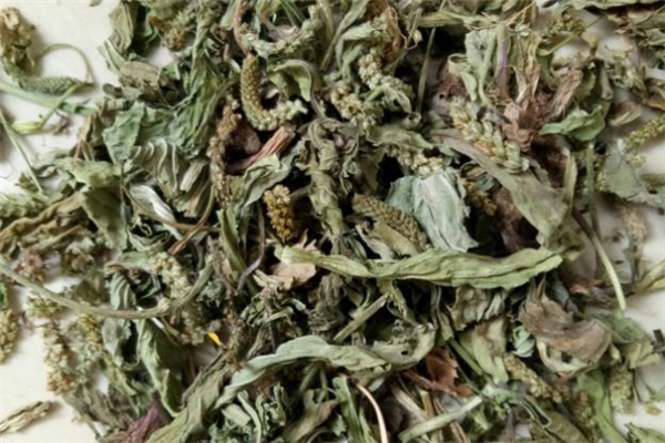 请问车前草有什么功效作用,车前草有什么功效