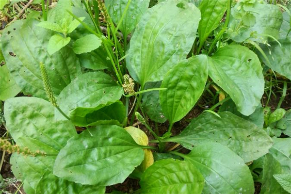 车前草煮水能治什么病,车前草煎水治什么病 车前草煮水能治什么病,车前草煎水治什么病