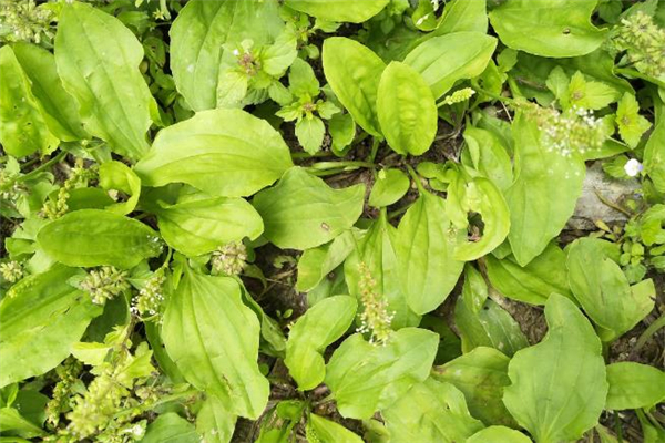 车前草可以和金银花一起泡吗,车前草可以和金银花放在一起泡水喝吗