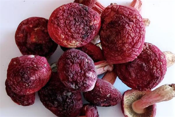 红蘑菇的功效和作用及禁忌,常吃蘑菇种类