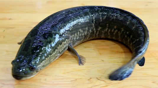 水煮乌鱼的家常做法,乌鱼怎么煮