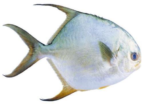 哺乳期什么鱼不能吃,哺乳期什么鱼不能吃图片