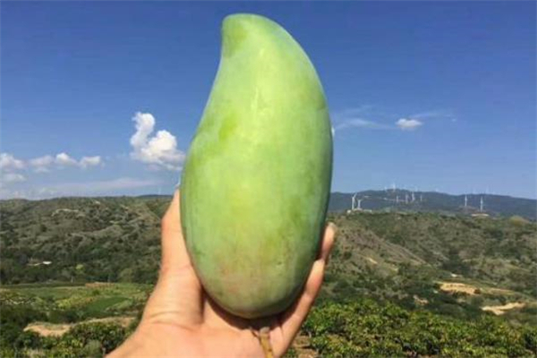 青芒什么人不能吃,青芒果能吃