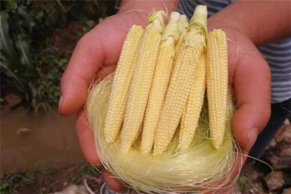 玉米笋怎么保存才能长久?,玉米笋怎么保存 玉米笋怎么保存才能长久?,玉米笋怎么保存