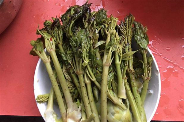 刺老芽怎么吃最好,东北刺老芽怎么吃
