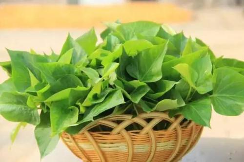 红薯叶怎么做减肥,红薯叶怎么做减肥又好吃