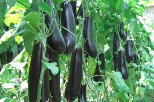 吃茄子要注意什么,吃茄子有什么禁忌 吃茄子要注意什么,吃茄子有什么禁忌