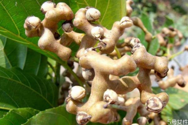 鸡爪果泡酒有什么功效和作用,鸡爪果泡酒的功效