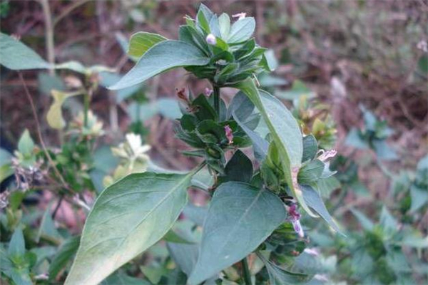 狗肝菜汤的做法,狗肝菜煲什么汤最清肝