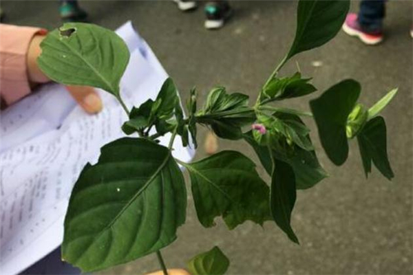 狗肝菜怎么吃,狗肝菜怎么吃好?