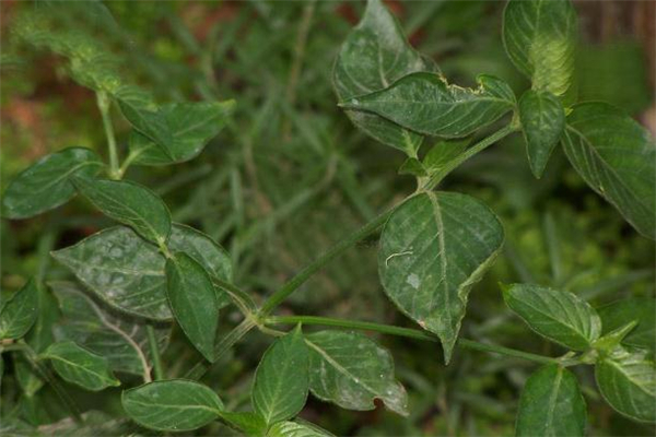 狗肝菜可以当菜吃吗,什么人不能吃狗肝菜 狗肝菜可以当菜吃吗,什么人不能吃狗肝菜