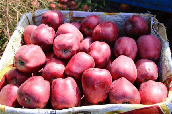 糖尿病可以吃花牛苹果吗,血糖高可以吃花牛苹果吗