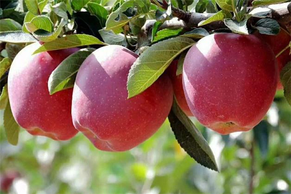 孕妇吃花牛苹果有什么好处,孕妇吃花牛苹果好还是普通苹果好 孕妇吃花牛苹果有什么好处,孕妇吃花牛苹果好还是普通苹果好