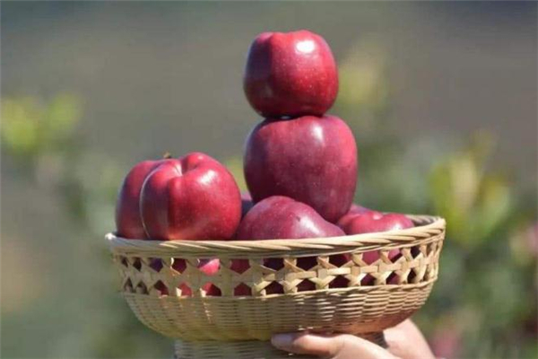 花牛苹果可以放冰箱吗?,花牛苹果能放多久 花牛苹果可以放冰箱吗?,花牛苹果能放多久