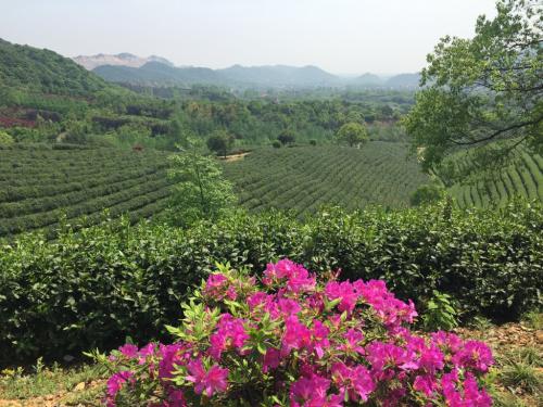 九曲红梅茶有什么禁忌,桂花九曲红梅茶功效