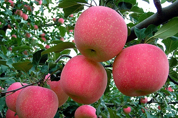 煮苹果多长时间最好,煮苹果多长时间合适