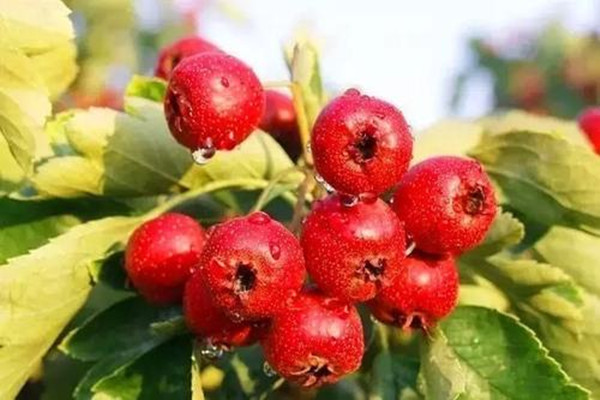 山楂坏了一部分能吃吗,山楂坏了一点还能吃吗