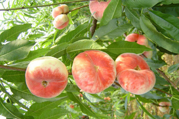 桃子肉是褐色的能吃么,桃子肉变棕色还能吃吗 桃子肉是褐色的能吃么,桃子肉变棕色还能吃吗