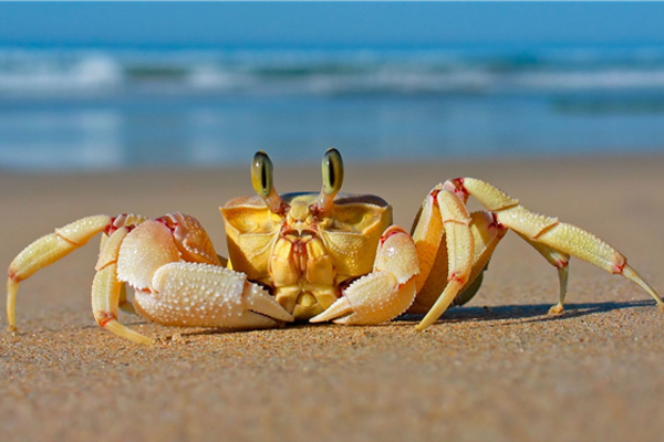 抱卵蟹可以吃吗,产卵的螃蟹能吃吗