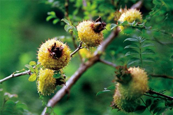 野刺梨吃了有什么副作用吗,野刺梨的功效和副作用?