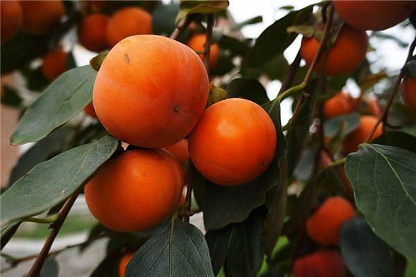 吃了涩柿子怎么办,吃完柿子不