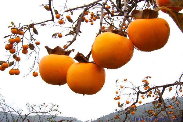 柿饼吃有什么作用,冬天吃柿子好吗柿子有什么功效 柿饼吃有什么作用,冬天吃柿子好吗柿子有什么功效