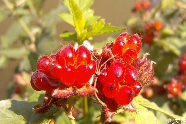 刺泡儿有几种,刺泡的功效和作用