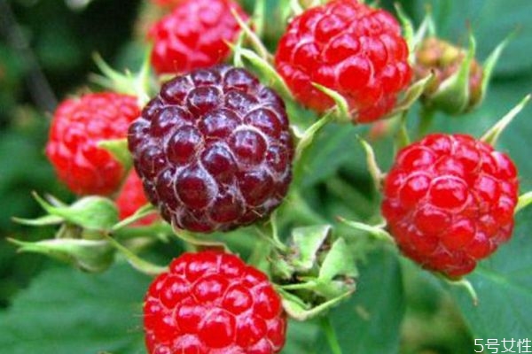 山莓的功效和作用,树莓有什么营养价值