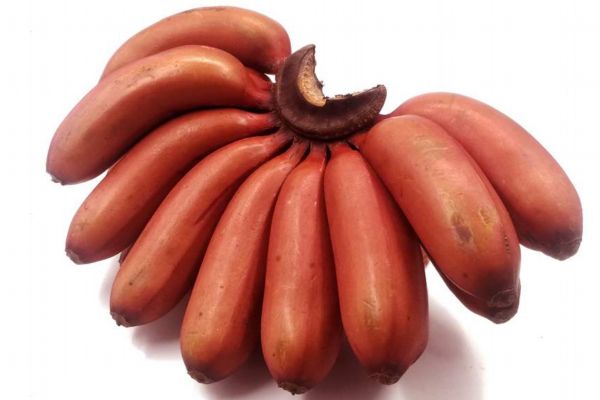 红香蕉的营养价值及功效,红香蕉和普通香蕉区别营养价值 红香蕉的营养价值及功效,红香蕉和普通香蕉区别营养价值