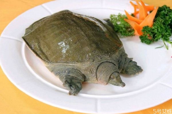 甲鱼有啥营养价值,甲鱼有啥营养 甲鱼有啥营养价值,甲鱼有啥营养