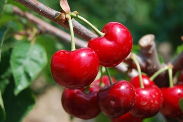 经期吃樱桃有什么好处和坏处,经期吃樱桃有什么好处