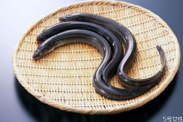 鳗鱼有什么营养价值,鳗鱼有什么营养