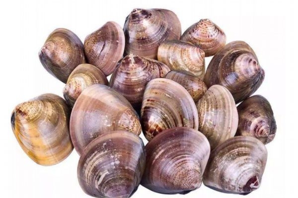 吃花蛤的好处,花蛤吃了有什么好处和坏处