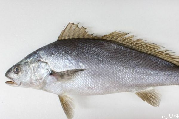 白姑鱼价格,黄姑鱼和白姑鱼区别图片