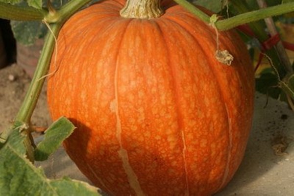 南瓜吃了肚子会胀气吗,丝瓜吃了会胀气吗