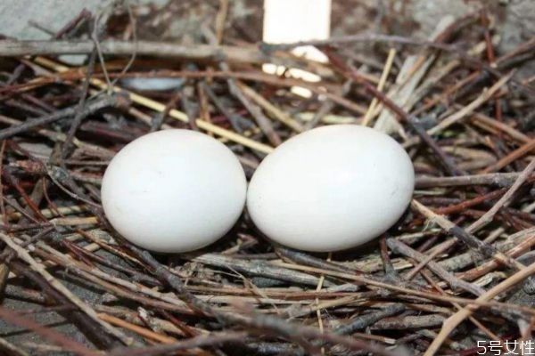 鸽子蛋怎么选,求购鸽子蛋