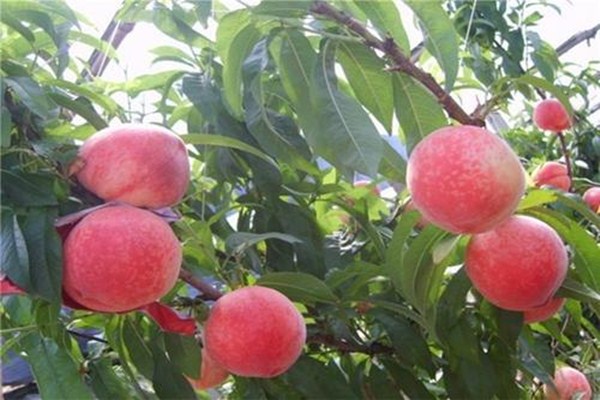 蜜桃怎么保存最好,水蜜桃保存方法以及温度